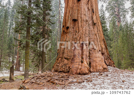 Sequoia redwood Tree Bark Texture Background 109743762