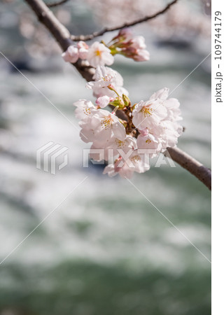【春の下呂温泉】桜咲く飛騨川沿い 109744179