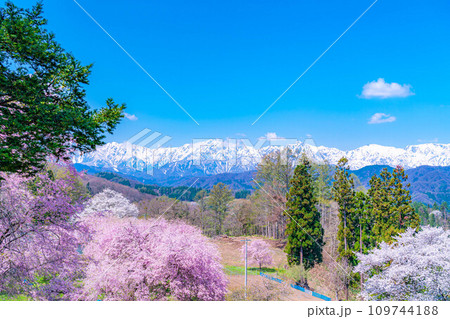 【春素材】春の絶景・小川村番所の桜【長野県】 109744188