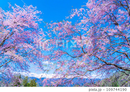 【春素材】春の絶景・小川村番所の桜【長野県】 【春素材】春の絶景・小川村番所の桜【長野県】 109744190