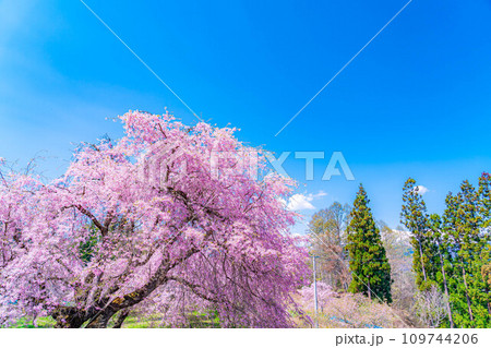 【春素材】春の絶景・小川村番所の桜【長野県】 109744206