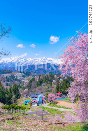【春素材】春の絶景・小川村番所の桜【長野県】 109744222
