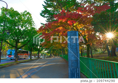【奈良県】11月・紅葉狩りに奈良公園を観光 109744290