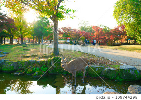 【奈良県】11月・紅葉狩りに奈良公園を観光 109744298