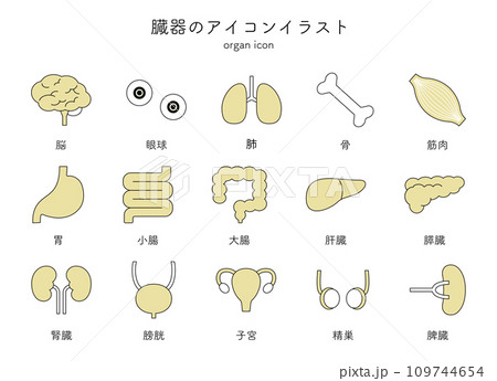 臓器 内臓 医療 アイコン イラスト セット シンプル 線画 脳 眼球 肺 骨 筋肉 胃 臓器 内臓 医療 アイコン イラスト セット シンプル 線画 脳 眼球 肺 骨 筋肉 胃 109744654