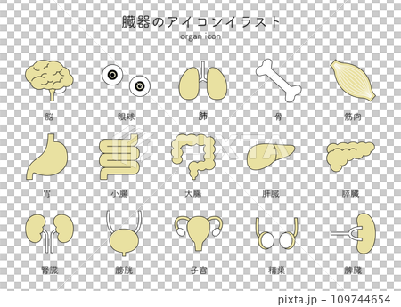 器官,內臟,醫學圖標插圖集,簡單的線條畫,大腦,眼球,肺,骨頭,肌肉,胃 器官,內臟,醫學圖標插圖集,簡單的線條畫,大腦,眼球,肺,骨頭,肌肉,胃 109744654