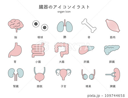 臓器 内臓 医療 アイコン イラスト セット シンプル 線画 脳 眼球 肺 骨 筋肉 胃 臓器 内臓 医療 アイコン イラスト セット シンプル 線画 脳 眼球 肺 骨 筋肉 胃 109744658
