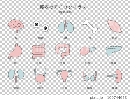 Organs, internal organs, medical icon illustration set, simple line drawing, brain, eyeballs, lungs, bones, muscles, stomach 109744658