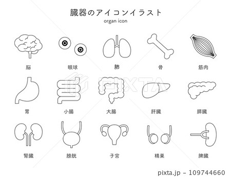 臓器 内臓 医療 アイコン イラスト セット シンプル 線画 脳 眼球 肺 骨 筋肉 胃 臓器 内臓 医療 アイコン イラスト セット シンプル 線画 脳 眼球 肺 骨 筋肉 胃 109744660