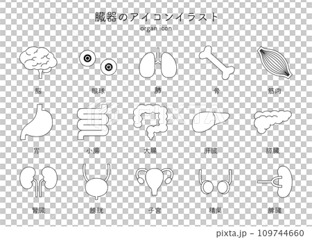 Organs, internal organs, medical icon illustration set, simple line drawing, brain, eyeballs, lungs, bones, muscles, stomach 109744660