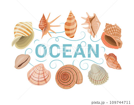 Vector cartoon banner template for sea theme of colorful seashells on white background. 109744711