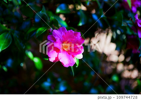 サザンカの赤い花 109744728