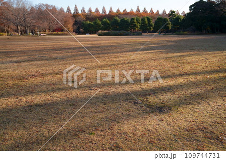 朝の公園風景 109744731