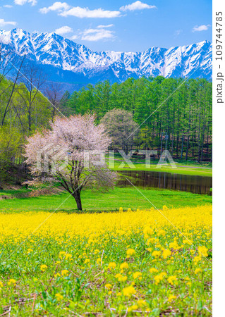 【春素材】春の中山高原・菜の花と桜と北アルプス【長野県】 109744785
