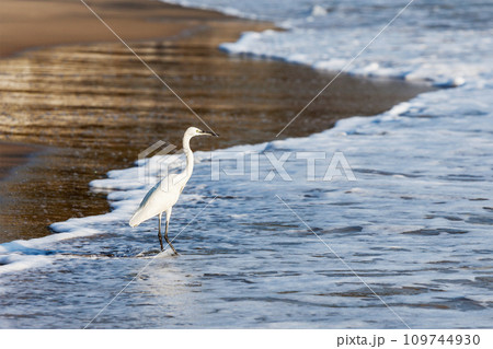 Little Egret Egretta garzetta Little Egret Egretta garzetta 109744930