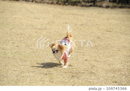 犬 犬 109745366