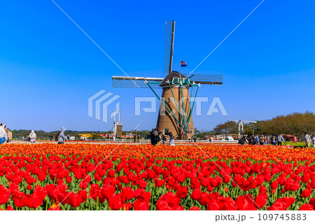 千葉県　佐倉市　佐倉ふるさと広場（佐倉チューリップフェスタ） 109745883