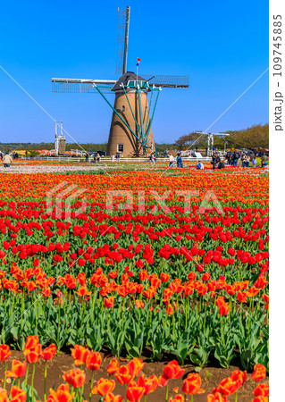 千葉県 佐倉市 佐倉ふるさと広場(佐倉チューリップフェスタ) 千葉県 佐倉市 佐倉ふるさと広場(佐倉チューリップフェスタ) 109745885