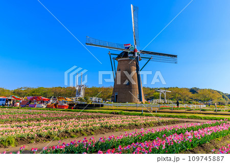 千葉県　佐倉市　佐倉ふるさと広場（佐倉チューリップフェスタ） 109745887