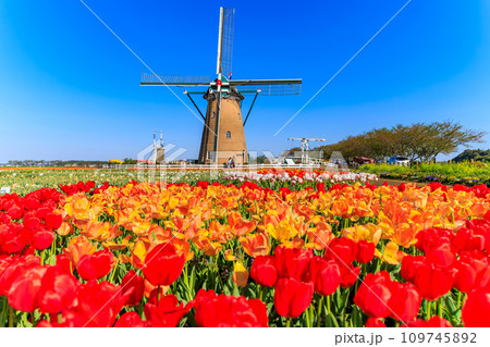 千葉県　佐倉市　佐倉ふるさと広場（佐倉チューリップフェスタ） 109745892