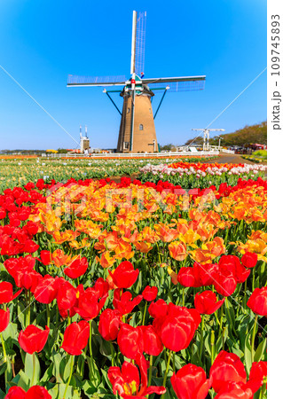 千葉県　佐倉市　佐倉ふるさと広場（佐倉チューリップフェスタ） 109745893