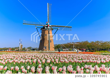 千葉県 佐倉市 佐倉ふるさと広場(佐倉チューリップフェスタ) 千葉県 佐倉市 佐倉ふるさと広場(佐倉チューリップフェスタ) 109745901