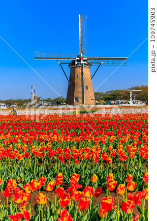 千葉県 佐倉市 佐倉ふるさと広場(佐倉チューリップフェスタ) 千葉県 佐倉市 佐倉ふるさと広場(佐倉チューリップフェスタ) 109745903