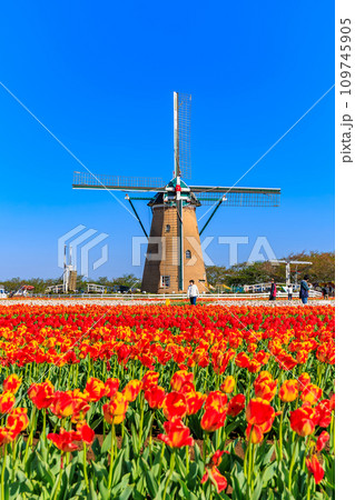 千葉県　佐倉市　佐倉ふるさと広場（佐倉チューリップフェスタ） 109745905