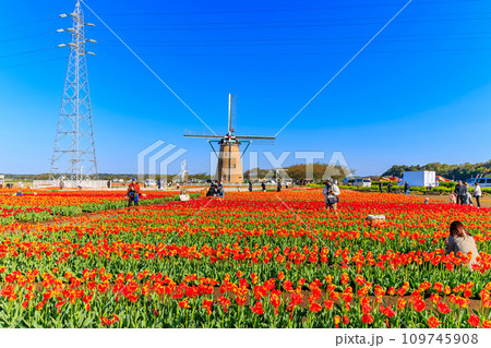 千葉県　佐倉市　佐倉ふるさと広場（佐倉チューリップフェスタ） 109745908