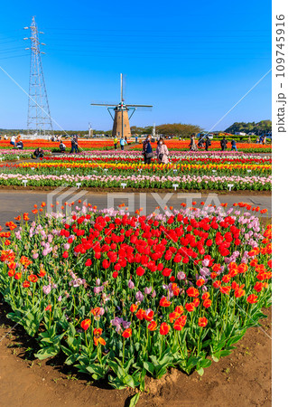 千葉県　佐倉市　佐倉ふるさと広場（佐倉チューリップフェスタ） 109745916