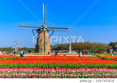 千葉県 佐倉市 佐倉ふるさと広場(佐倉チューリップフェスタ) 千葉県 佐倉市 佐倉ふるさと広場(佐倉チューリップフェスタ) 109745918