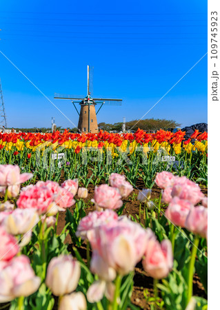 千葉県 佐倉市 佐倉ふるさと広場(佐倉チューリップフェスタ) 千葉県 佐倉市 佐倉ふるさと広場(佐倉チューリップフェスタ) 109745923