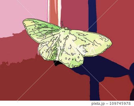 A green butterfly resting on a wall. A green butterfly resting on a wall. 109745978