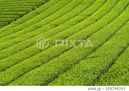 見渡す限り緑のじゅうたん 香り高き絶景スポット/八女中央大茶園| 見渡す限り緑のじゅうたん 香り高き絶景スポット/八女中央大茶園| 109746261