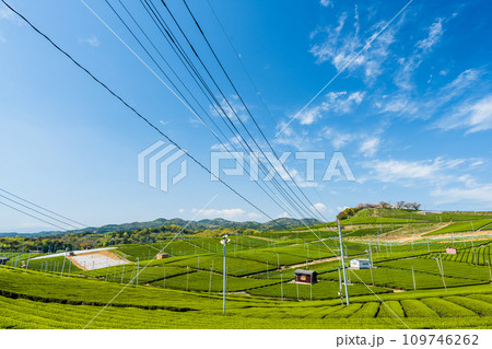 春空の日差し(光芒)を浴びている見渡す限り緑のじゅうたん　香り高き絶景スポット／八女中央大茶園｜ 109746262