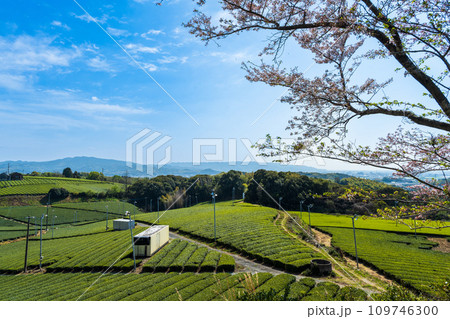 桜咲く季節に映える見渡す限り緑のじゅうたん　香り高き絶景スポット／八女中央大茶園｜ 109746300