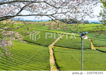 桜咲く季節に映える見渡す限り緑のじゅうたん　香り高き絶景スポット／八女中央大茶園｜ 109746305