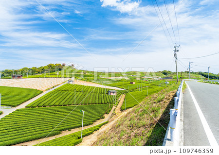 春空と絶景展望台への道　見渡す限り緑のじゅうたん　香り高き絶景スポット／八女中央大茶園｜ 109746359