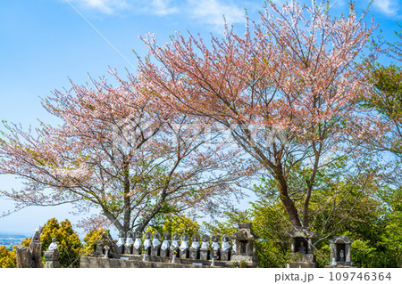 春空とお地蔵さんの桜の木風景 香り高き絶景スポット 見渡す限り緑のじゅうたん /八女中央大茶園| 春空とお地蔵さんの桜の木風景 香り高き絶景スポット 見渡す限り緑のじゅうたん /八女中央大茶園| 109746364