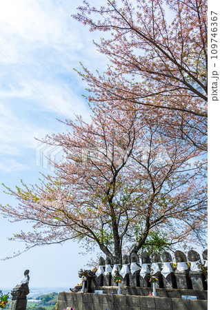 ゆるやかな傾斜の丘陵地はるか一面に広がる茶畑が「八女中央大茶園」。八女市は「色・味・香りよし」の銘茶 109746367