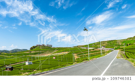 春空と絶景展望台への道 見渡す限り緑のじゅうたん 香り高き絶景スポット/八女中央大茶園| 春空と絶景展望台への道 見渡す限り緑のじゅうたん 香り高き絶景スポット/八女中央大茶園| 109746381