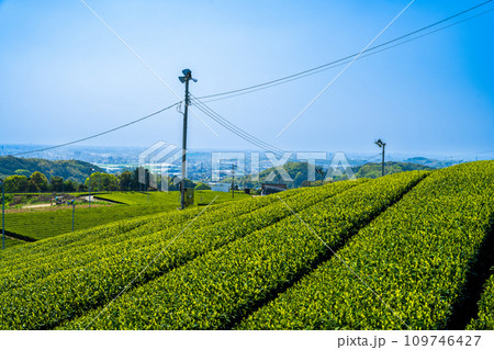 春空と市街地風景 見渡す限り緑のじゅうたん 香り高き絶景スポット/八女中央大茶園| 春空と市街地風景 見渡す限り緑のじゅうたん 香り高き絶景スポット/八女中央大茶園| 109746427