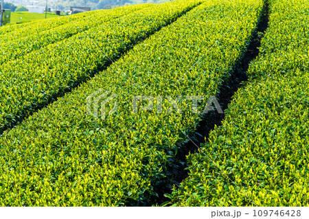 見渡す限り緑のじゅうたん　香り高き絶景スポット／八女中央大茶園｜ 109746428