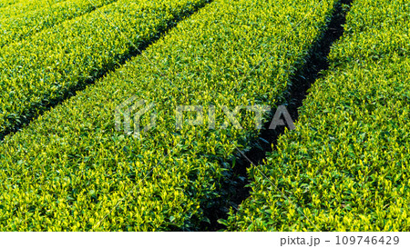 見渡す限り緑のじゅうたん　香り高き絶景スポット／八女中央大茶園｜ 109746429