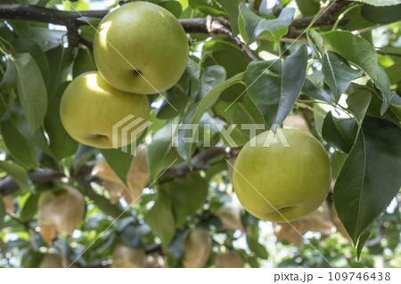 二十世紀梨　(鳥取県湯梨浜町） 109746438