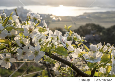 二十世紀梨の花（鳥取県湯梨浜町） 109746482