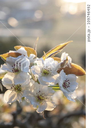 二十世紀梨の花(鳥取県湯梨浜町) 二十世紀梨の花(鳥取県湯梨浜町) 109746492