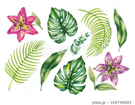Tropical leaves and lilies isolated on white background Tropical leaves and lilies isolated on white background 109746681