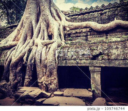 Ancient ruins and tree roots, Ta Prohm temple Ancient ruins and tree roots, Ta Prohm temple 109746744