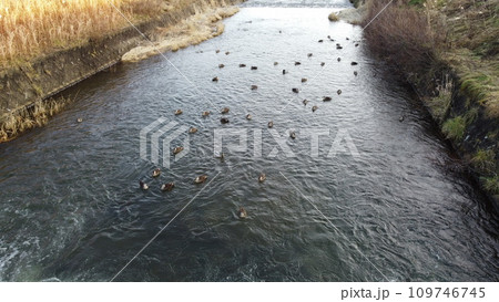 冬の川で泳ぐカモの群れ 冬の川で泳ぐカモの群れ 109746745